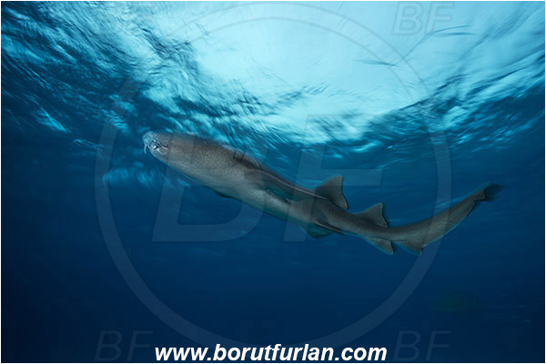 Tiger beach, Bahamas, Atlantic ocean, Ginglymostoma cirratum, Ginglymostoma, Ginglymostomatidae, Elasmobranchii, Nurse Shark, Shark, Long exposure, Panning