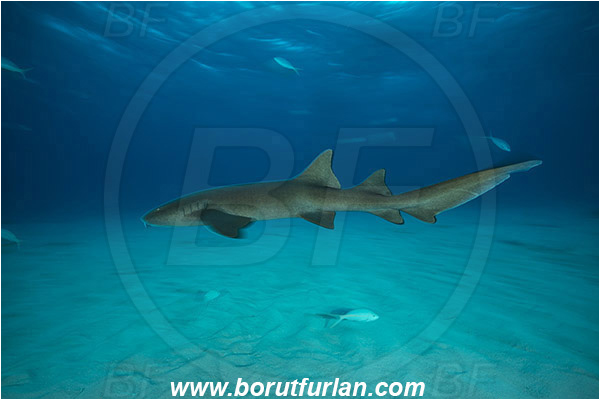 Tiger beach, Bahamas, Atlantic ocean, Ginglymostoma cirratum, Ginglymostoma, Ginglymostomatidae, Elasmobranchii, Nurse Shark, Shark, Sand, Long exposure, Panning