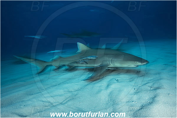 Tiger beach, Bahamas, Atlantic ocean, Negaprion brevirostris, Negaprion, Carcharhinidae, Elasmobranchii, Lemon shark, Shark, Fish, Echeneis naucrates, Echeneidae, Slender Suckerfish, Suckerfish, Sand, Long exposure, Panning