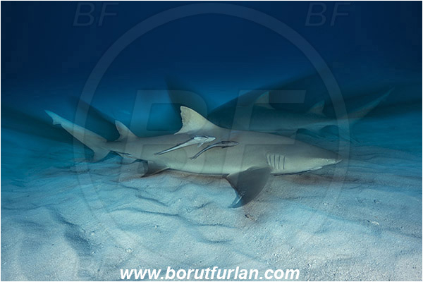 Tiger beach, Bahamas, Atlantic ocean, Negaprion brevirostris, Negaprion, Carcharhinidae, Elasmobranchii, Lemon shark, Shark, Fish, Echeneis naucrates, Echeneidae, Slender Suckerfish, Suckerfish, Sand, Long exposure, Zoom, Zooming during exposure