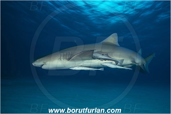 Tiger beach, Bahamas, Atlantic ocean, Negaprion brevirostris, Negaprion, Carcharhinidae, Elasmobranchii, Lemon shark, Shark, Fish, Echeneis naucrates, Echeneidae, Slender Suckerfish, Suckerfish, Long exposure, Panning