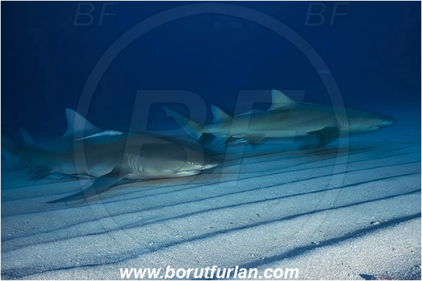 Tiger beach, Bahamas, Atlantic ocean, Negaprion brevirostris, Negaprion, Carcharhinidae, Elasmobranchii, Lemon shark, Shark, Fish, Echeneis naucrates, Echeneidae, Slender Suckerfish, Suckerfish, Sand, Long exposure