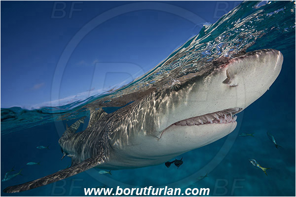 Tiger beach, Bahamas, Atlantic ocean, Negaprion brevirostris, Negaprion, Carcharhinidae, Elasmobranchii, Lemon shark, Shark, Fish, Portrait, Split-shot, Over-under