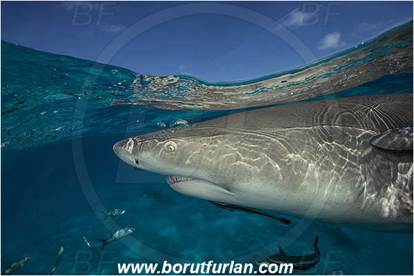 Tiger beach, Bahamas, Atlantic ocean, Negaprion brevirostris, Negaprion, Carcharhinidae, Elasmobranchii, Lemon shark, Shark, Fish, Portrait, Split-shot, Over-under