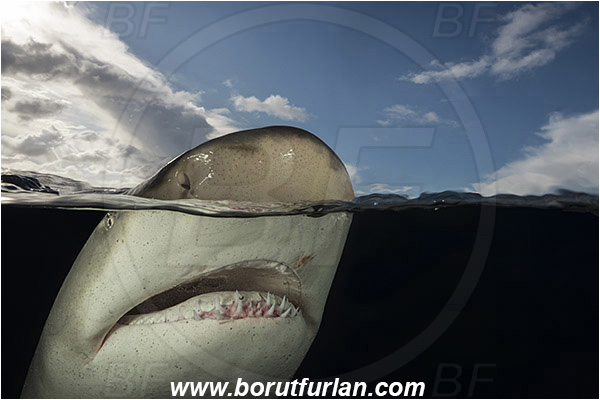 Tiger beach, Bahamas, Atlantic ocean, Negaprion brevirostris, Negaprion, Carcharhinidae, Elasmobranchii, Lemon shark, Shark, Fish, Portrait, Split-shot, Over-under
