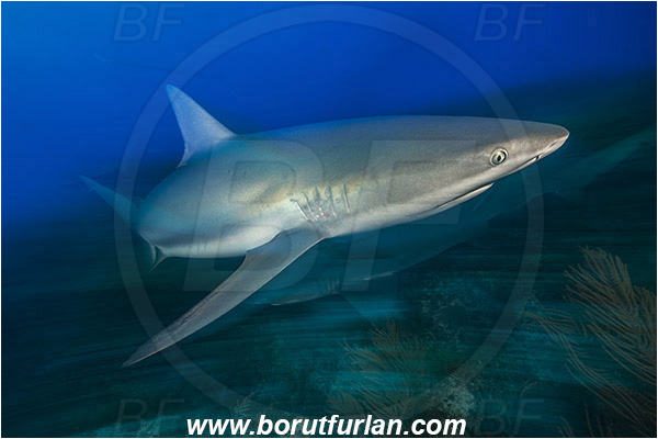 Tiger beach, Bahamas, Atlantic ocean, Carcharhinus perezii, Carcharhinus, Carcharhinidae, Elasmobranchii, Caribbean reef shark, Shark, Fish, Reef, Long exposure, Panning