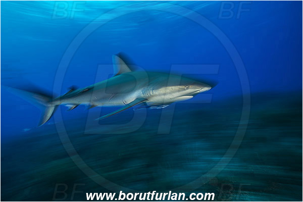 Tiger beach, Bahamas, Atlantic ocean, Carcharhinus perezii, Carcharhinus, Carcharhinidae, Elasmobranchii, Caribbean reef shark, Shark, Fish, Long exposure, Panning