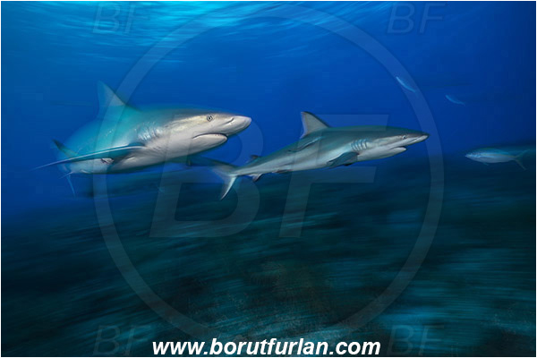 Tiger beach, Bahamas, Atlantic ocean, Carcharhinus perezii, Carcharhinus, Carcharhinidae, Elasmobranchii, Caribbean reef shark, Shark, Reef, Fish, Long exposure, Panning