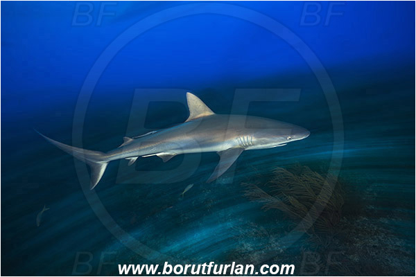 Tiger beach, Bahamas, Atlantic ocean, Carcharhinus perezii, Carcharhinus, Carcharhinidae, Elasmobranchii, Caribbean reef shark, Shark, Fish, Reef, Long exposure, Panning