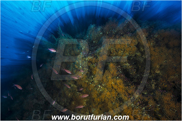 Island Vis, Croatia, Adriatic sea, Mediterranean sea, Parazoanthus axinellae, Parazoanthus, Parazoanthidae, Yellow cluster anemone, Anemone, Anthozoa, Cnidaria, Cnidarian, Reef, Long exposure, Zoom, Zooming during exposure