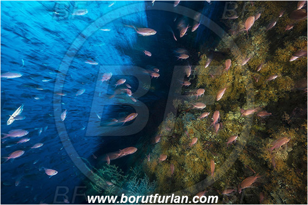 Island Vis, Croatia, Adriatic sea, Mediterranean sea, Anthozoa, Cnidaria, Cnidarian, Anthias anthias, Anthias, Serranidae, Swallowtail seaperch, Seaperch, Fish, Fish school, Reef, Coral, Long exposure, Zoom, Zooming during exposure