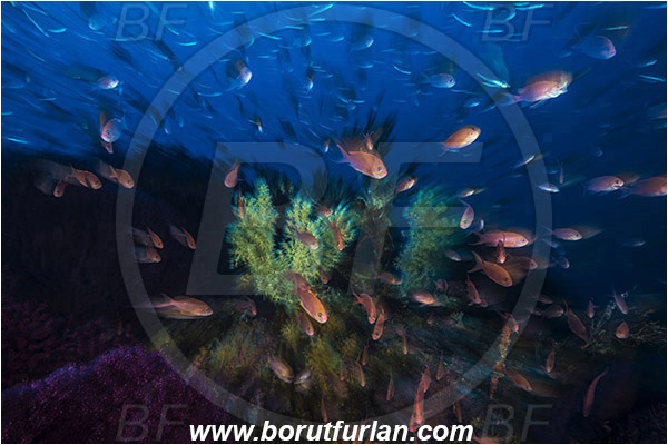 Island Vis, Croatia, Adriatic sea, Mediterranean sea, Anthozoa, Cnidaria, Cnidarian, Anthias anthias, Anthias, Serranidae, Swallowtail seaperch, Seaperch, Fish, Fish school, Reef, Coral, Long exposure, Zoom, Zooming during exposure