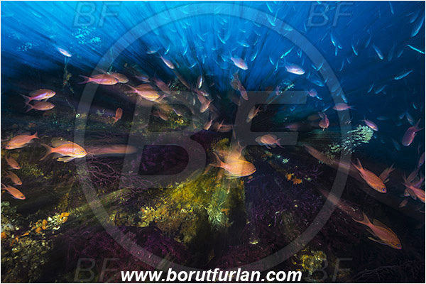 Island Vis, Croatia, Adriatic sea, Mediterranean sea, Anthozoa, Cnidaria, Cnidarian, Anthias anthias, Anthias, Serranidae, Swallowtail seaperch, Seaperch, Fish, Fish school, Reef, Coral, Long exposure, Zoom, Zooming during exposure