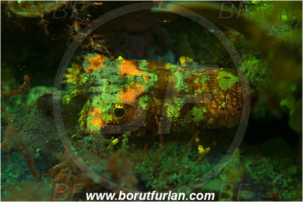 Island Lastovo, Croatia, Adriatic sea, Mediterranean sea, Scyllarides sp., Scyllarides, Scyllaridae, Decapoda, Small slipper Lobster, Slipper Lobster, Lobster, Crustacea, Crustacean, UV, UV illumination, UV light, Biofluorescence
