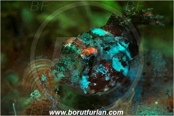 Island Lastovo, Croatia, Adriatic sea, Mediterranean sea, Scorpaena maderensis, Scorpaena, Scorpaenidae, Madeira rockfish, Madeira scorpionfish, Scorpionfish, Fish, Portrait, UV, UV illumination, UV light, Biofluorescence