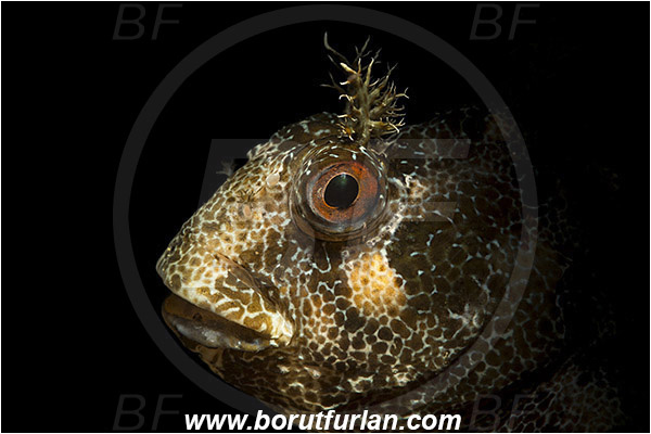 Piran, Slovenia, Adriatic sea, Mediterranean sea, Parablennius gattorugine, Parablennius, Blenniidae, Tompot blenny, Blenny, Fish, Portrait, Spotlight, Spot illuminated