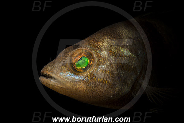 Piran, Slovenia, Adriatic sea, Mediterranean sea, Serranus hepatus, Serranus, Serranidae, Brown comber, Fish, Portrait, Spotlight, Spot illuminated