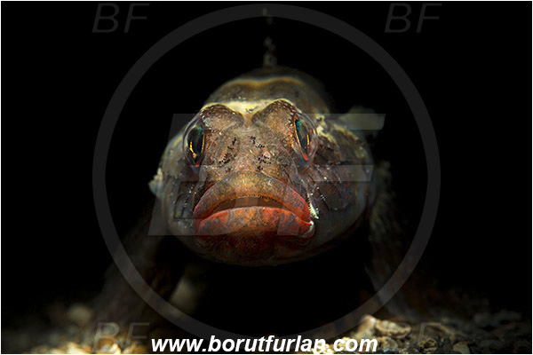 Piran, Slovenia, Adriatic sea, Mediterranean sea, Gobius cruentatus, Gobius, Gobiidae, Red-mouthed goby, Goby, Fish, Portrait, Spotlight, Spot illuminated
