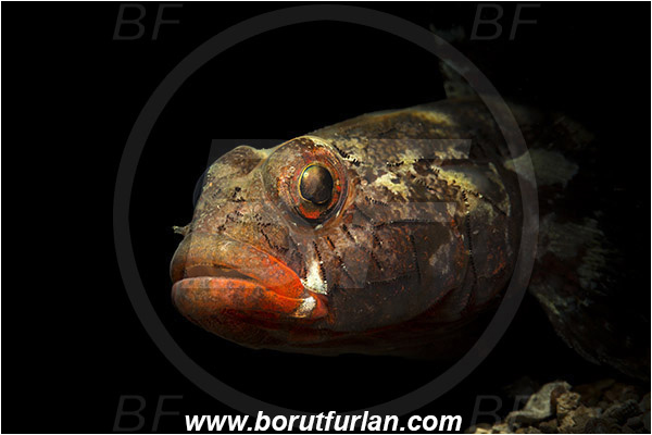 Piran, Slovenia, Adriatic sea, Mediterranean sea, Gobius cruentatus, Gobius, Gobiidae, Red-mouthed goby, Goby, Fish, Portrait, Spotlight, Spot illuminated