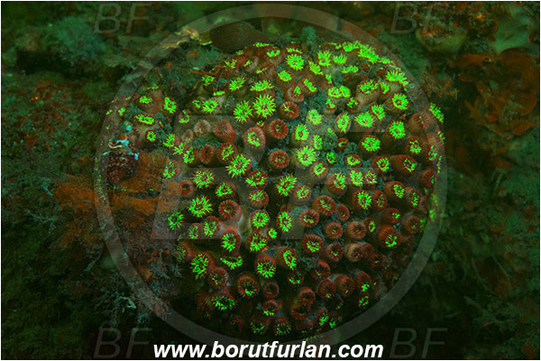 Piran, Slovenia, Adriatic sea, Mediterranean sea, Cladocora caespitosa, Cladocora, Family: Scleractinia incertae sedis, Mediterranean pillow coral, Coral, Anthozoa, Cnidaria, Cnidarian, UV, UV illumination, UV light, Biofluorescence
