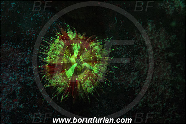 Piran, Slovenia, Adriatic sea, Mediterranean sea, Cereus pedunculatus, Cereus, Sagartiidae, Daisy anemone, Anemone, Anthozoa, Cnidaria, Cnidarian, UV, UV illumination, UV light, Biofluorescence