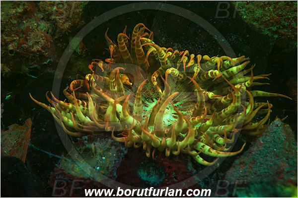 Piran, Slovenia, Adriatic sea, Mediterranean sea, Cereus pedunculatus, Cereus, Sagartiidae, Daisy anemone, Anemone, Anthozoa, Cnidaria, Cnidarian, UV, UV illumination, UV light, Biofluorescence