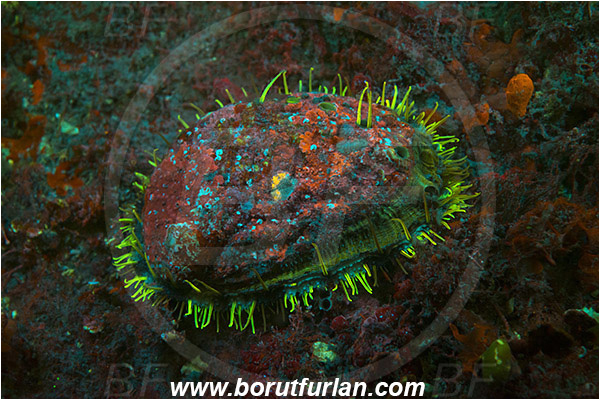 Piran, Slovenia, Adriatic sea, Mediterranean sea, Haliotis tuberculata, Haliotis, Haliotidae, Green ormer, Sea snail, Gastropoda, Mollusca, Mollusc, UV, UV illumination, UV light, Biofluorescence