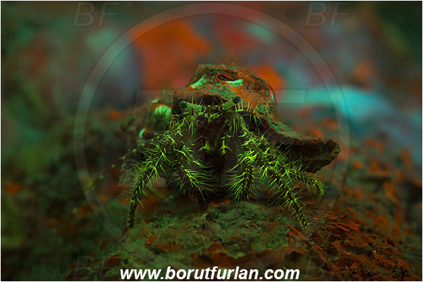 Piran, Slovenia, Adriatic sea, Mediterranean sea, Pagurus anachoretus, Pagurus, Paguridae, Crustacea, Crustacean, Long-armed Hermit Crab, Hermit crab, Crab, UV, UV illumination, UV light, Biofluorescence