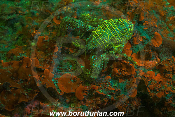 Piran, Slovenia, Adriatic sea, Mediterranean sea, Galathea strigosa, Galathea, Galatheidae, Decapoda, Blue striped squat lobster, Squat lobster, Crustacea, Crustacean, UV, UV illumination, UV light, Biofluorescence