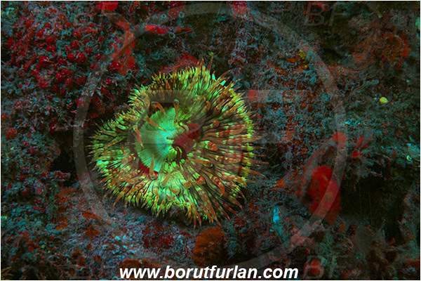 Piran, Slovenia, Adriatic sea, Mediterranean sea, Cereus pedunculatus, Cereus, Sagartiidae, Daisy anemone, Anemone, Anthozoa, Cnidaria, Cnidarian, UV, UV illumination, UV light, Biofluorescence