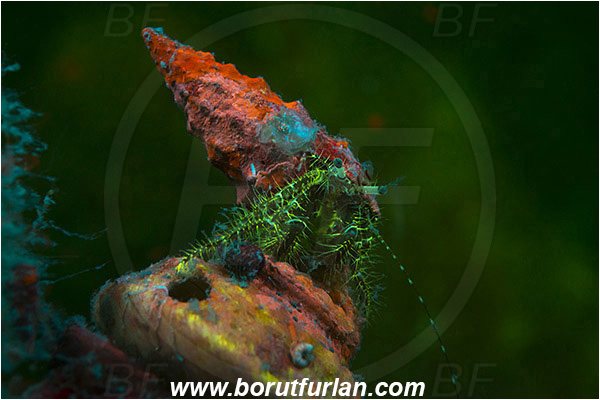 Piran, Slovenia, Adriatic sea, Mediterranean sea, Pagurus anachoretus, Pagurus, Paguridae, Crustacea, Crustacean, Long-armed Hermit Crab, Hermit crab, Crab, UV, UV illumination, UV light, Biofluorescence