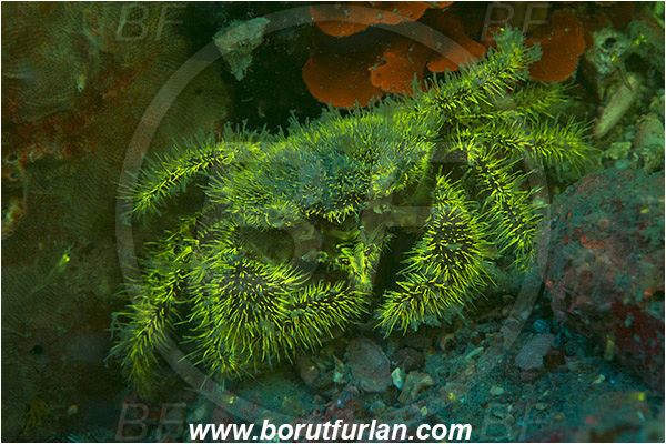 Piran, Slovenia, Adriatic sea, Mediterranean sea, Pilumnus hirtellus, Pilumnus, Pilumnidae, Decapoda, Crustacea, Crustacean, Bristly crab, Hairy crab, Crab, UV, UV illumination, UV light, Biofluorescence