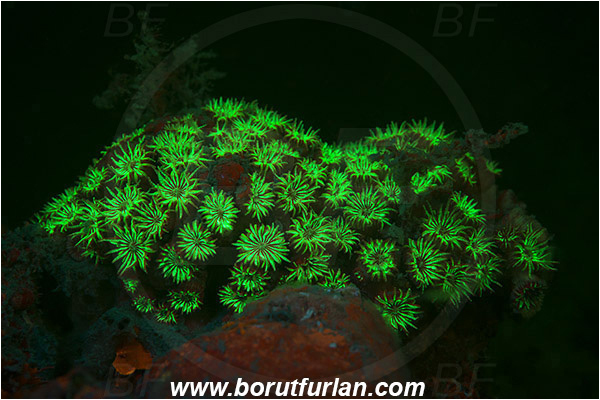 Piran, Slovenia, Adriatic sea, Mediterranean sea, Cladocora caespitosa, Cladocora, Family: Scleractinia incertae sedis, Mediterranean pillow coral, Coral, Anthozoa, Cnidaria, Cnidarian, Abstract, UV, UV illumination, UV light, Biofluorescence