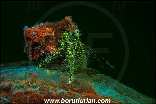Piran, Slovenia, Adriatic sea, Mediterranean sea, Pagurus anachoretus, Pagurus, Paguridae, Crustacea, Crustacean, Long-armed Hermit Crab, Hermit crab, Crab, UV, UV illumination, UV light, Biofluorescence