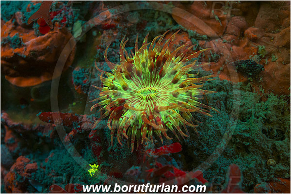 Piran, Slovenia, Adriatic sea, Mediterranean sea, Cereus pedunculatus, Cereus, Sagartiidae, Daisy anemone, Anemone, Anthozoa, Cnidaria, Cnidarian, UV, UV illumination, UV light, Biofluorescence
