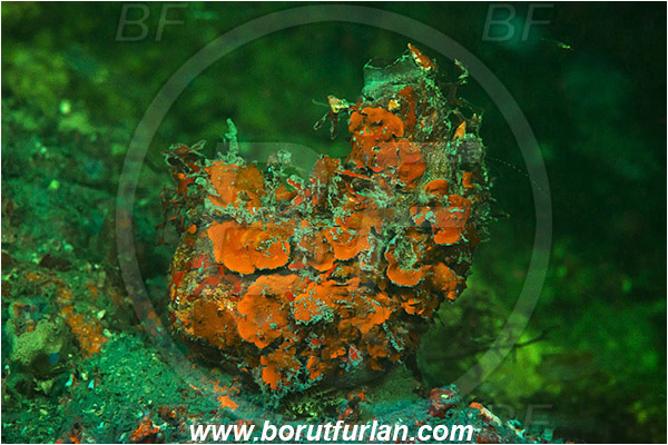 Piran, Slovenia, Adriatic sea, Mediterranean sea, Microcosmus vulgaris, Microcosmus, Pyuridae, Sea squirt, Ascidiacea, Tunicata, Tunicate, UV, UV illumination, UV light, Biofluorescence