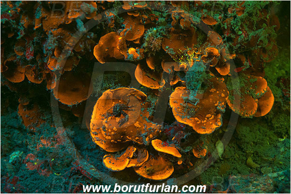 Piran, Slovenia, Adriatic sea, Mediterranean sea, Algae, Unidentified, UV, UV illumination, UV light, Biofluorescence