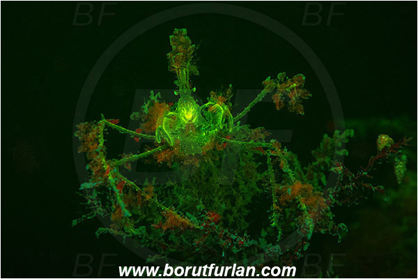 Piran, Slovenia, Adriatic sea, Mediterranean sea, Macropodia tenuirostris, Macropodia, Inachidae, Decapoda, Crustacea, Crustacean, Spider Crab, Crab, UV, UV illumination, UV light, Biofluorescence