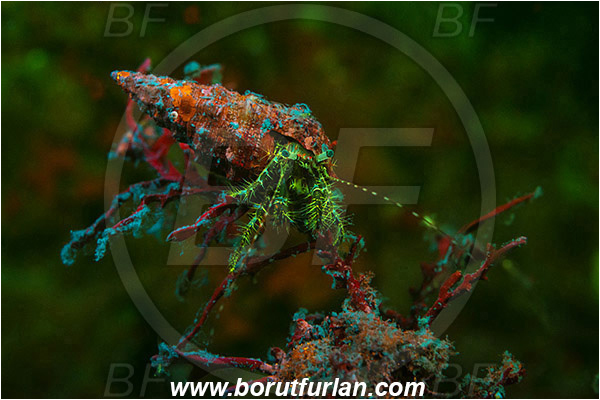 Piran, Slovenia, Adriatic sea, Mediterranean sea, Pagurus anachoretus, Pagurus, Paguridae, Crustacea, Crustacean, Long-armed Hermit Crab, Hermit crab, Crab, UV, UV illumination, UV light, Biofluorescence