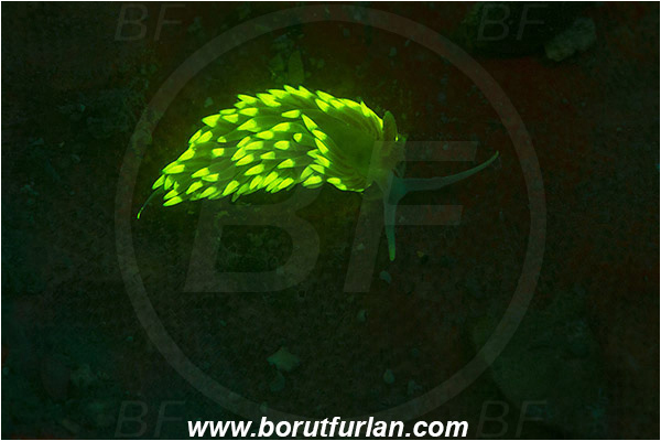 Piran, Slovenia, Adriatic sea, Mediterranean sea, Berghia coerulescens, Berghia, Aeolidiidae, Aeolid nudibranch, Nudibranch, Sea slug, Gastropoda, Mollusca, UV, UV illumination, UV light, Biofluorescence
