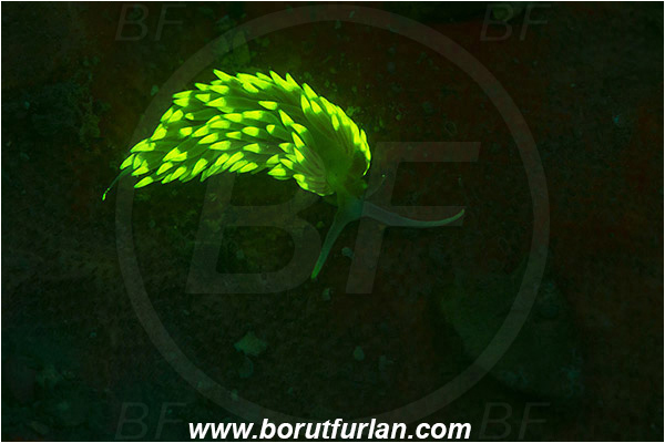 Piran, Slovenia, Adriatic sea, Mediterranean sea, Berghia coerulescens, Berghia, Aeolidiidae, Aeolid nudibranch, Nudibranch, Sea slug, Gastropoda, Mollusca, UV, UV illumination, UV light, Biofluorescence