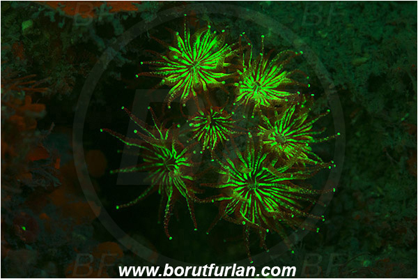 Piran, Slovenia, Adriatic sea, Mediterranean sea, Cladocora caespitosa, Cladocora, Family: Scleractinia incertae sedis, Mediterranean pillow coral, Coral, Anthozoa, Cnidaria, Cnidarian, Abstract, UV, UV illumination, UV light, Biofluorescence