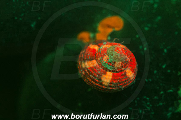 Piran, Slovenia, Adriatic sea, Mediterranean sea, Homalopoma sanguineum, Homalopoma, Colloniidae, Dwarf turban, Sea snail, Gastropoda, Mollusca, Mollusc, UV, UV illumination, UV light, Biofluorescence