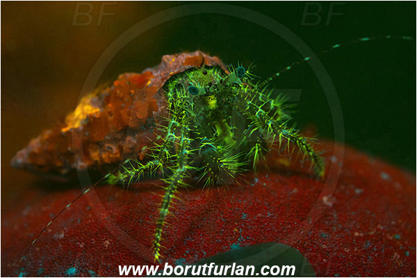 Piran, Slovenia, Adriatic sea, Mediterranean sea, Pagurus anachoretus, Pagurus, Paguridae, Crustacea, Crustacean, Long-armed Hermit Crab, Hermit crab, Crab, UV, UV illumination, UV light, Biofluorescence