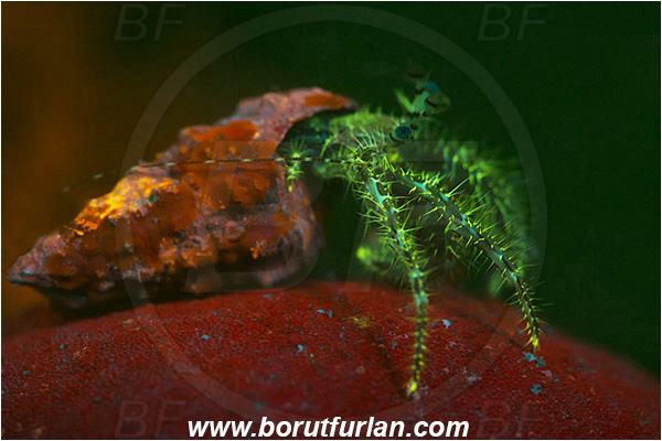 Piran, Slovenia, Adriatic sea, Mediterranean sea, Pagurus anachoretus, Pagurus, Paguridae, Crustacea, Crustacean, Long-armed Hermit Crab, Hermit crab, Crab, UV, UV illumination, UV light, Biofluorescence