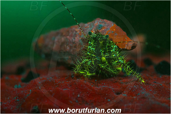 Piran, Slovenia, Adriatic sea, Mediterranean sea, Pagurus anachoretus, Pagurus, Paguridae, Crustacea, Crustacean, Long-armed Hermit Crab, Hermit crab, Crab, UV, UV illumination, UV light, Biofluorescence