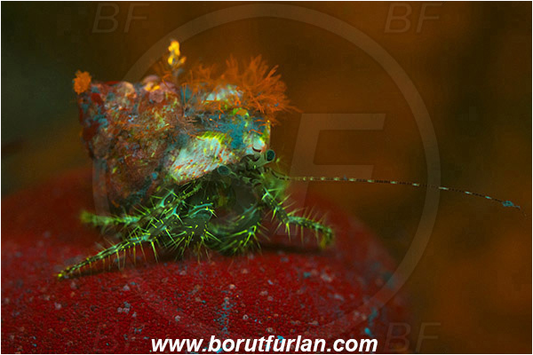 Piran, Slovenia, Adriatic sea, Mediterranean sea, Pagurus anachoretus, Pagurus, Paguridae, Crustacea, Crustacean, Long-armed Hermit Crab, Hermit crab, Crab, UV, UV illumination, UV light, Biofluorescence