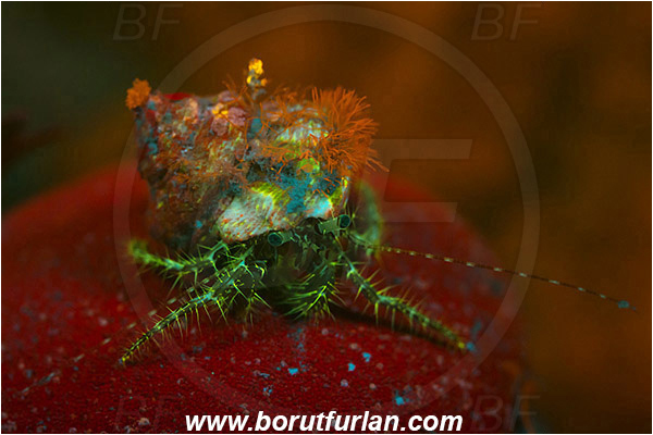 Piran, Slovenia, Adriatic sea, Mediterranean sea, Pagurus anachoretus, Pagurus, Paguridae, Crustacea, Crustacean, Long-armed Hermit Crab, Hermit crab, Crab, UV, UV illumination, UV light, Biofluorescence
