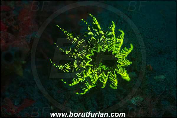 Piran, Slovenia, Adriatic sea, Mediterranean sea, Branchiomma sp., Branchiomma, Sabellidae, Fanworm, Polychaeta, Worm, UV, UV illumination, UV light, Biofluorescence