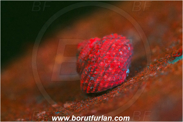 Piran, Slovenia, Adriatic sea, Mediterranean sea, Homalopoma sanguineum, Homalopoma, Colloniidae, Dwarf turban, Sea snail, Gastropoda, Mollusca, Mollusc, UV, UV illumination, UV light, Biofluorescence